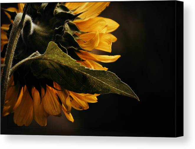 Flower Canvas Print featuring the photograph Reticent Sunflower by Douglas MooreZart