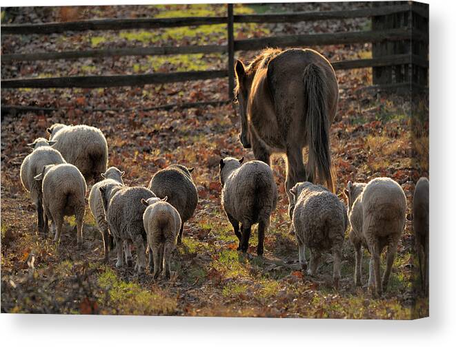 Sheep Canvas Print featuring the photograph Returning for Dinner by Don Schroder