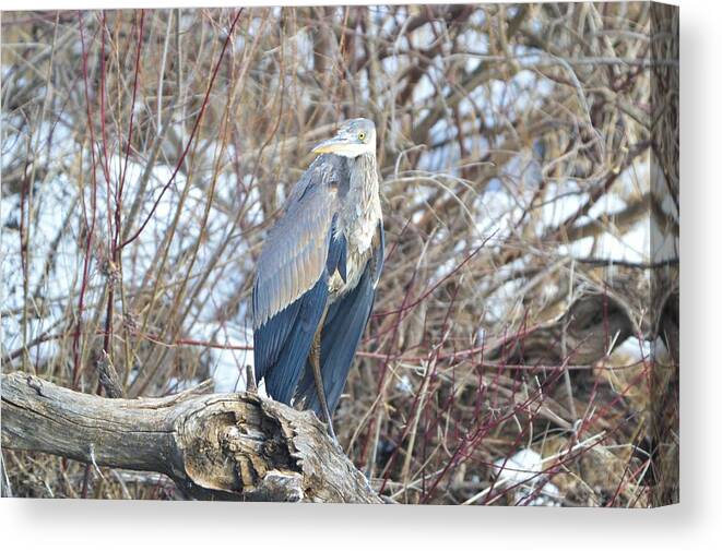 Winter Canvas Print featuring the photograph Returning In Winter by Bonfire Photography