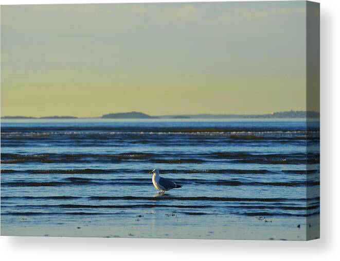 Revere Canvas Print featuring the photograph Revere Beach Seagull Revere MA by Toby McGuire