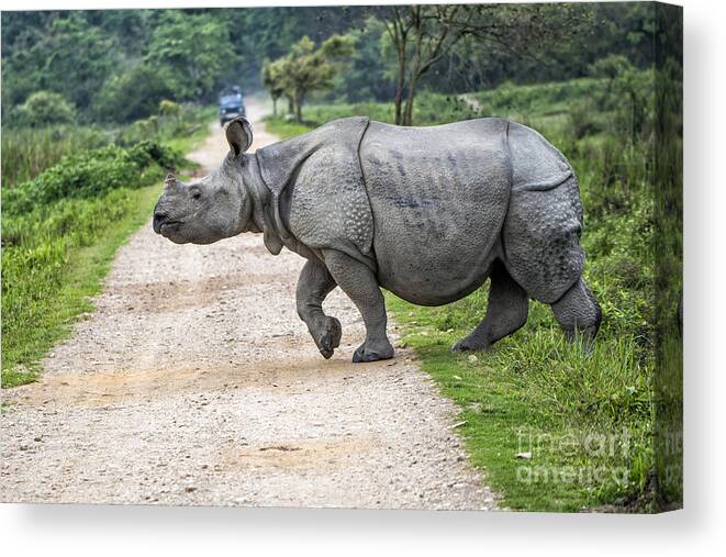 Animal Canvas Print featuring the photograph Rhino Crossing by Pravine Chester