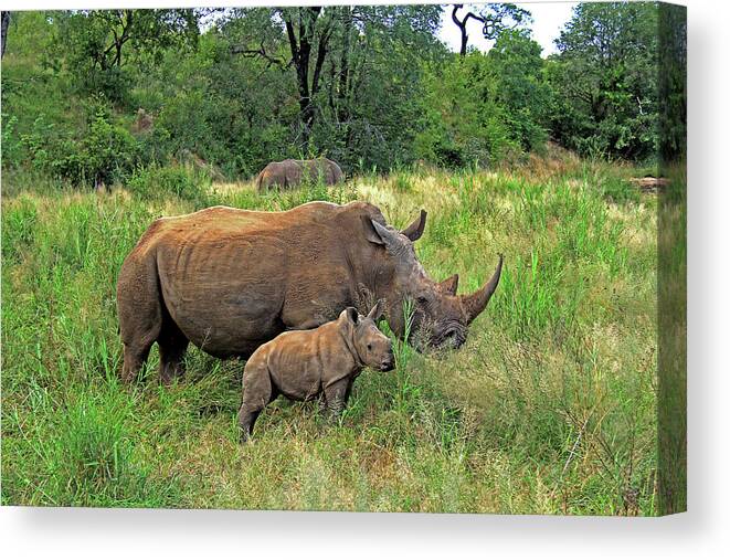 Rhinoceros Canvas Print featuring the photograph Rhinoceros by Richard Krebs