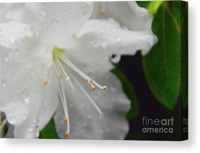  Canvas Print featuring the photograph Rhododendron Blossom by Brian O'Kelly