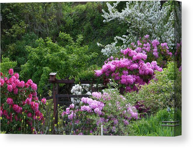 Rhododendron Canvas Print featuring the photograph Rhododendron Landscape by Cascade Colors