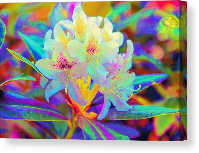 Bellingham Canvas Print featuring the photograph Rhododendron with Personality by Judy Wright Lott