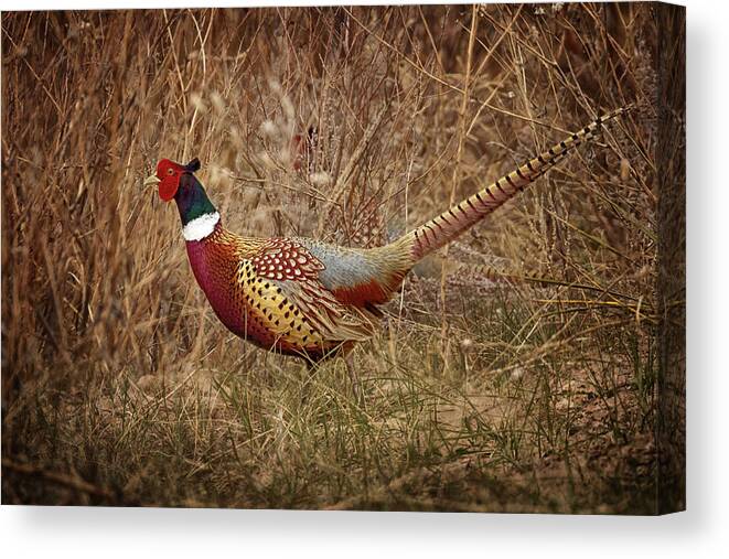 Pheasants Canvas Print featuring the photograph Ring Necked Pheasant by Susan Rissi Tregoning