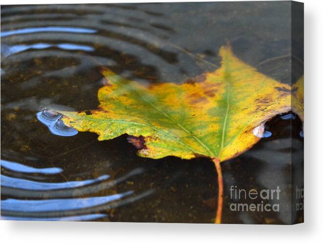 Rain Canvas Print featuring the photograph Rippling by Dan Holm