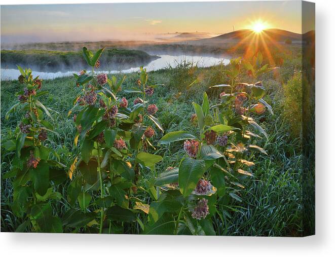 Glacial Park Canvas Print featuring the photograph Rising Sun Backlights Milkweed along Nippersink Creek in Glacial Park by Ray Mathis