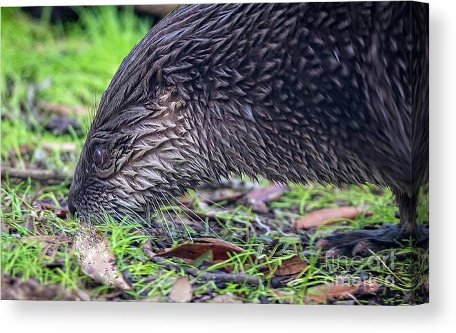 Nature Canvas Print featuring the photograph River Otter Astray by DB Hayes