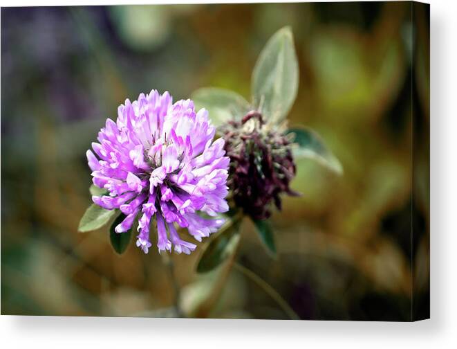 Clover Canvas Print featuring the photograph Roadside Clover by Ross Powell