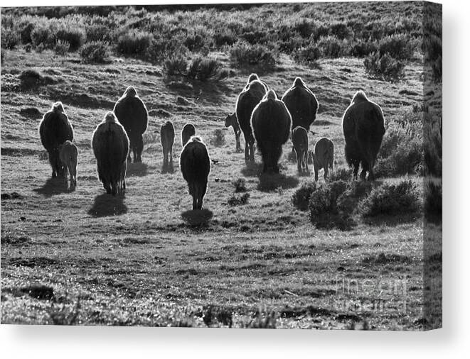 Bison Canvas Print featuring the photograph Roaming Off Into The Sunset Black And White by Adam Jewell