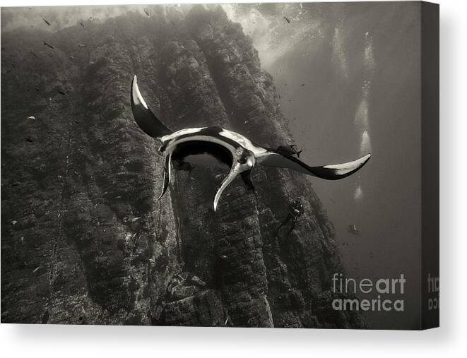 Giant Pacific Manta Ray Canvas Print featuring the photograph Roca Partida Encounter by Aaron Whittemore