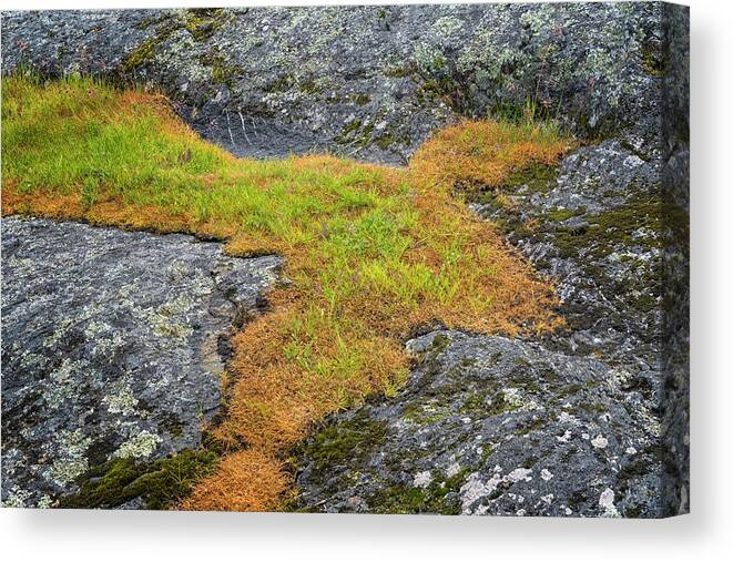 Oregon Coast Canvas Print featuring the photograph Rock And Grass by Tom Singleton