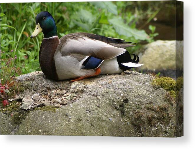 Animal Canvas Print featuring the photograph Rock Climber by Sonja Anderson