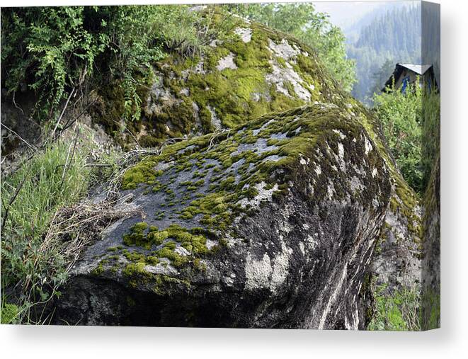 Nature Canvas Print featuring the photograph Rock moss by Sumit Mehndiratta