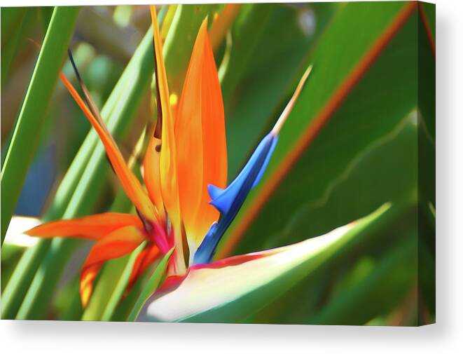 Flower Canvas Print featuring the photograph Romantic Skies Bird of Paradise by Aimee L Maher ALM GALLERY