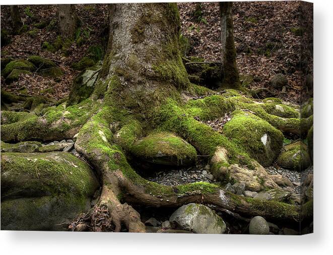 Roots Canvas Print featuring the photograph Roots Along The River by Mike Eingle