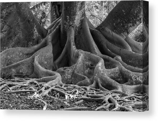 susan Molnar Canvas Print featuring the photograph Roots Eleven by Susan Molnar