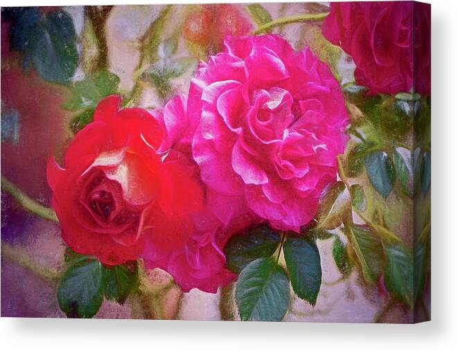 Floral Canvas Print featuring the photograph Rose 373 by Pamela Cooper