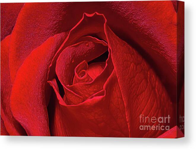 Close Up Canvas Print featuring the photograph Rose Bud by Ray Shiu