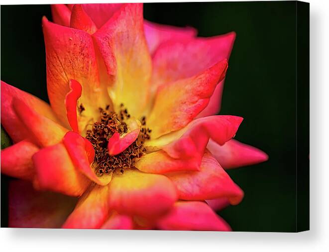 Rose Canvas Print featuring the photograph Rose Corolla by Richard Gregurich