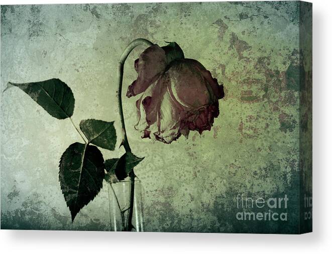 Rose Canvas Print featuring the photograph Rose Flower In A Vase 4 by Heiko Koehrer-Wagner