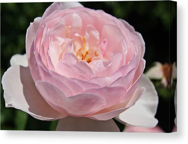 Rose Canvas Print featuring the photograph Rose K by Joe Faherty