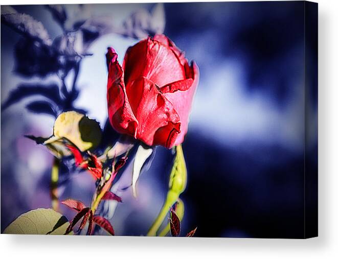 Rose Canvas Print featuring the photograph Rose by Ryan Smith