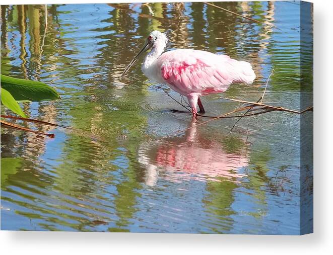 Roseate Spoonbill Canvas Print featuring the photograph Roseate Spoonbill Young Adult by Barbara Chichester