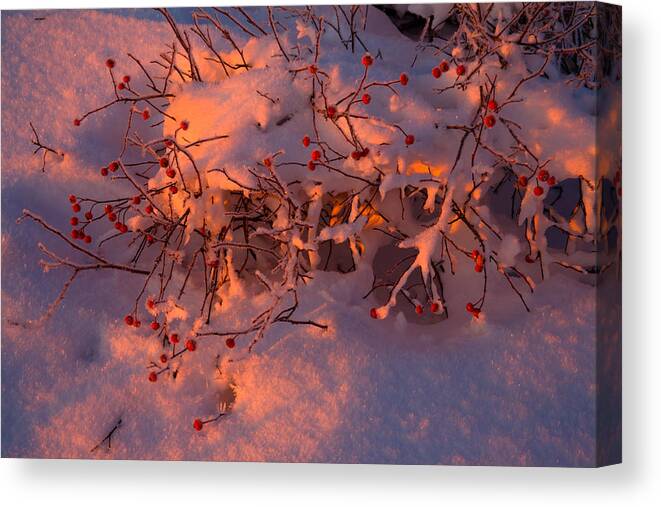 Winter Landscape Canvas Print featuring the photograph Rosehips At Winter Sunrise by Irwin Barrett