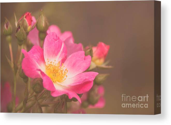 Single Canvas Print featuring the photograph Roses 3 by Andrea Anderegg