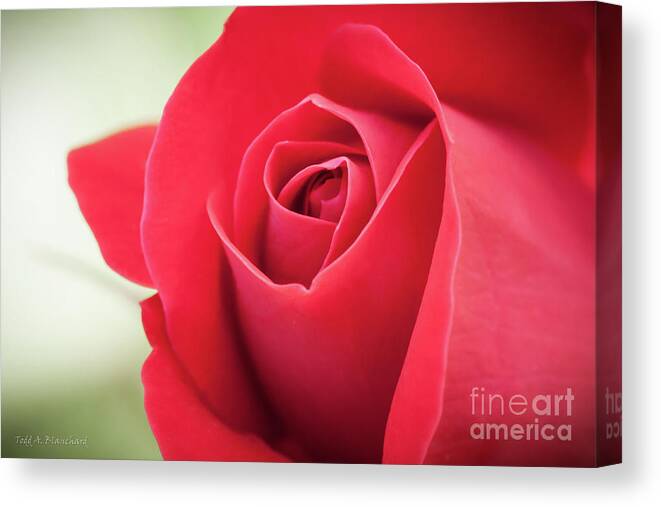 Bloom Canvas Print featuring the photograph Roses Are Red by Todd Blanchard