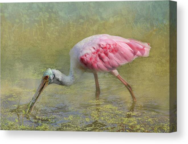 Roseate Spoonbill Canvas Print featuring the photograph Rosie by HH Photography of Florida