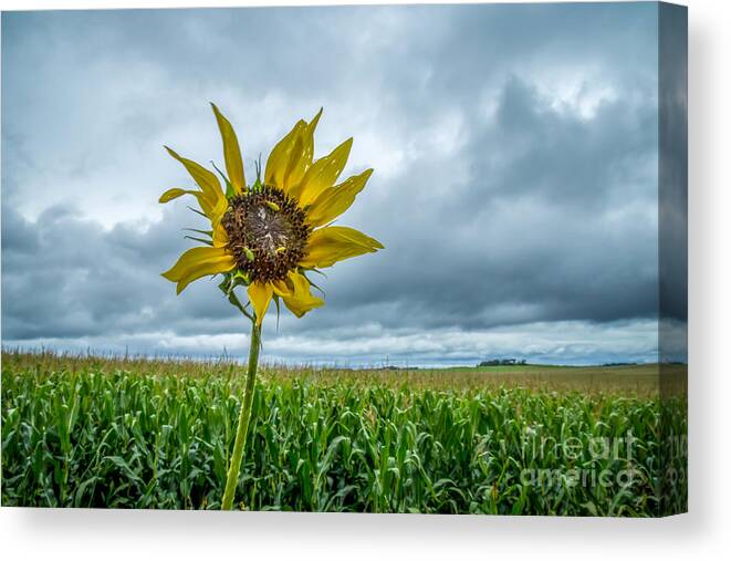 Sunflower Canvas Print featuring the photograph Rough Summer by Lisa Knauff