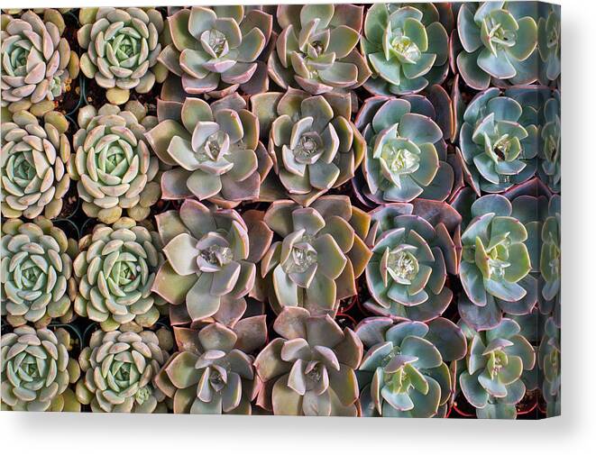 Succulents Canvas Print featuring the photograph Rows Of Succulents by Catherine Lau