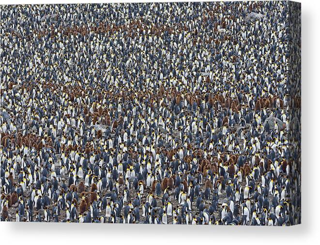King Penguin Canvas Print featuring the photograph Royal Layers by Tony Beck