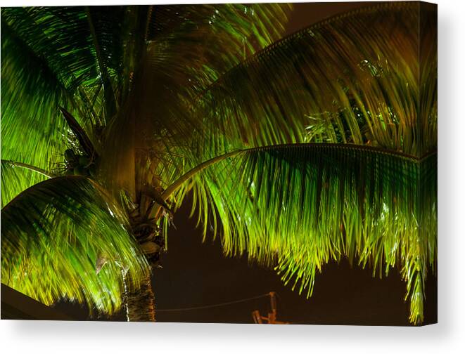 Color Image Canvas Print featuring the photograph Royal Palm Night Out by Brian Green