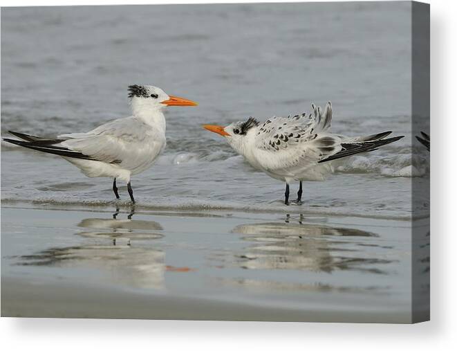 Royal Tern Canvas Print featuring the photograph Royal Tern Adult and Juvenile by Bradford Martin