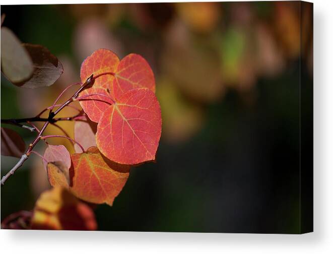 Tree Canvas Print featuring the photograph Ruby Aspens by Julia McHugh
