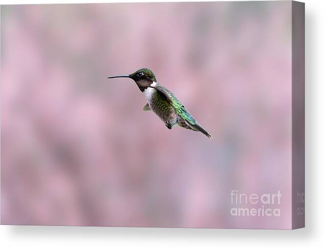 Green And Red Canvas Print featuring the photograph Ruby-throated Hummingbird flying by by Dan Friend