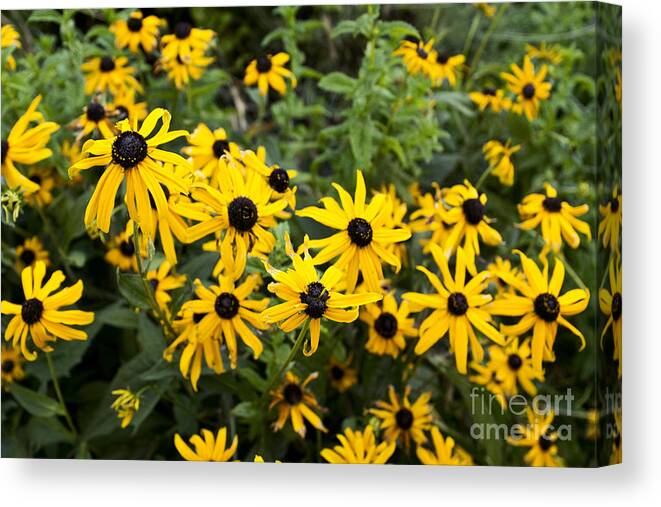 Flowers Canvas Print featuring the photograph Rudbeckia aka Black-eyed Susan by Cindy Garber Iverson