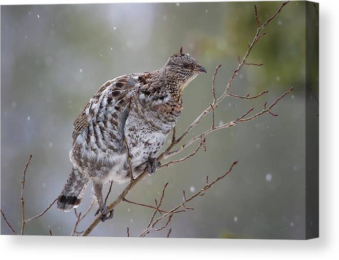 Mark Miller Photos Canvas Print featuring the photograph Ruffed Grouse in Winter Snow by Mark Miller