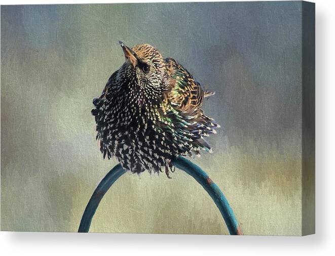 Bird Canvas Print featuring the photograph Ruffled by Cathy Kovarik