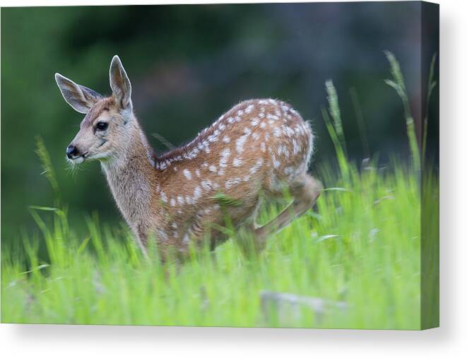 Mark Miller Photos Canvas Print featuring the photograph Stotting Fawn by Mark Miller