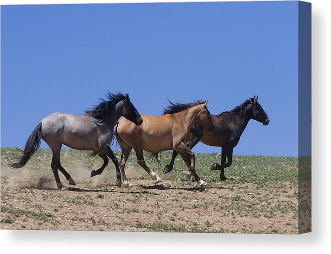 Wild Horse Canvas Print featuring the photograph Running Free- Wild Horses by Mark Miller