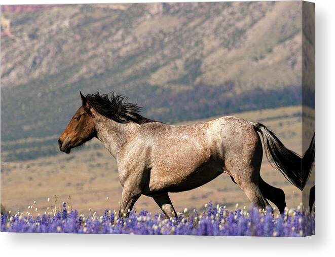 Wild Horse Free Range Montana Canvas Print featuring the photograph Running Wild- Wild Stallion by Mark Miller