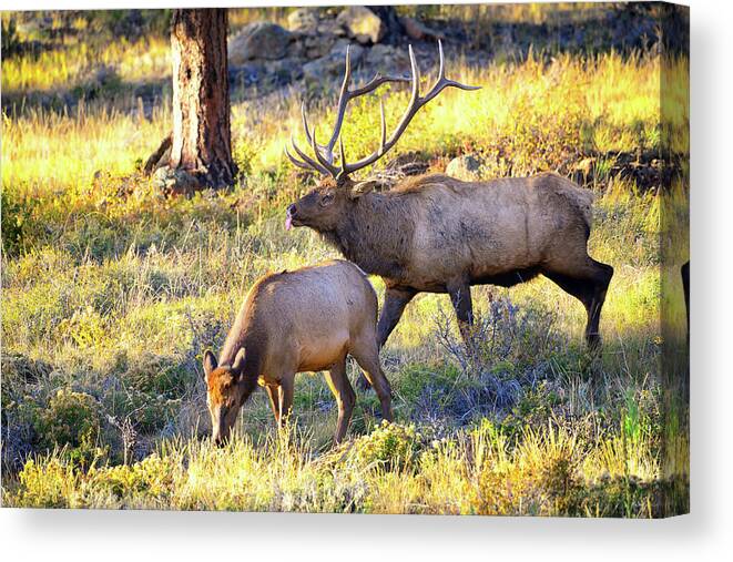Elk Canvas Print featuring the photograph Rutting Bull by Greg Norrell