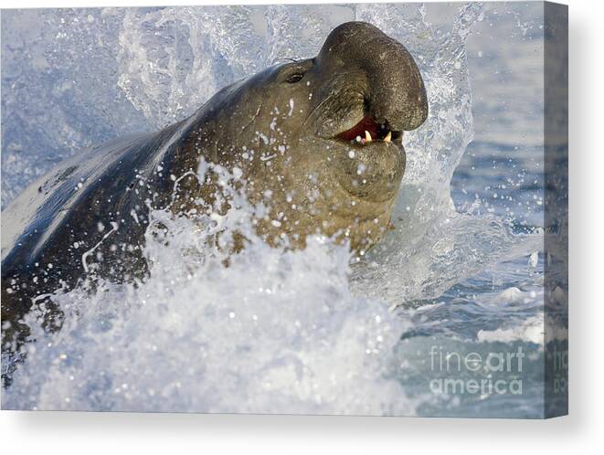 00420018 Canvas Print featuring the photograph Elephant Seal in the Surf by Yva Momatiuk John Eastcott