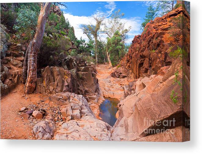 Sacred Canyon Flinders Ranges South Australia Australian Landscape Landscapes Outback Gum Trees Tree Water Erosion Canvas Print featuring the photograph Sacred Canyon by Bill Robinson