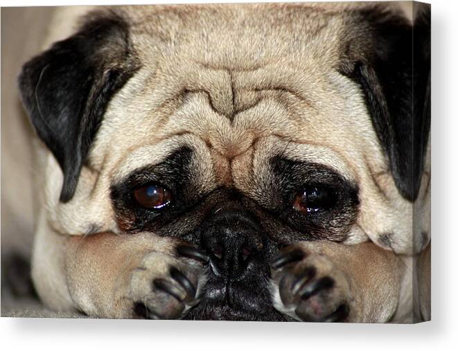 Pugs Canvas Print featuring the photograph Sad Dog by Michael Albright